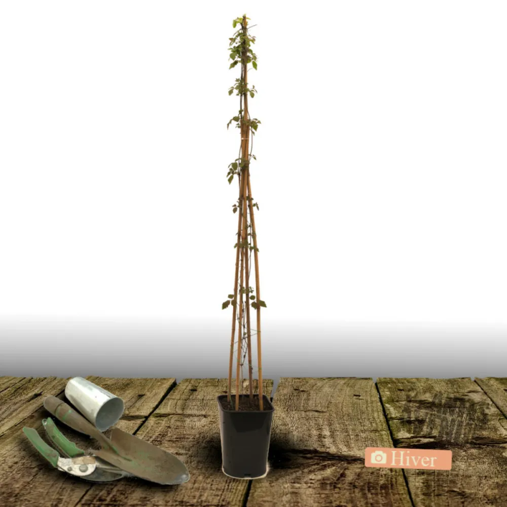 Clématite montana pink perfection/[-]pot de 3l - echelle bambou 60/120 cm